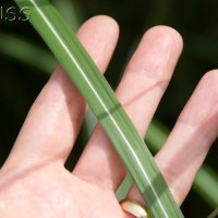 Elephant Grass
